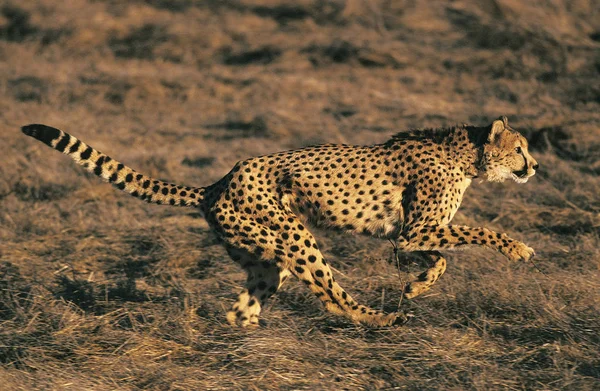 Guepard acinonyx jubatus — Stockfoto