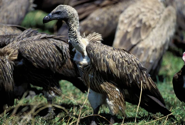 Vautour De Ruppell gyps rueppelli — Foto Stock