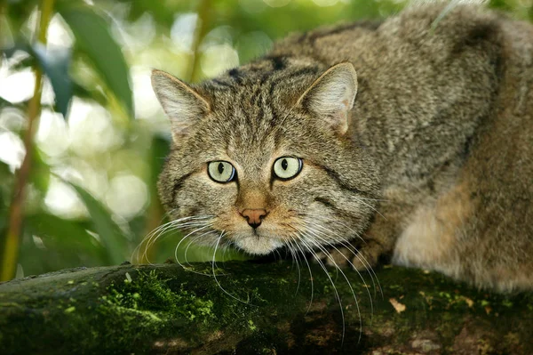 Chat Sauvage D 'Europe felis silvestris — Stockfoto