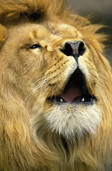 LION D 'AFRIQUE pantera leo — Foto de Stock