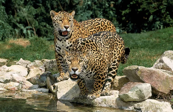 Jaguar Panthera onca — Stockfoto