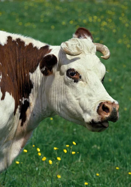 Vache normande — Stockfoto