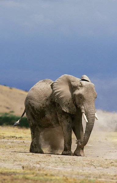 Afrikanischer Elefant loxodonta africana — Stockfoto