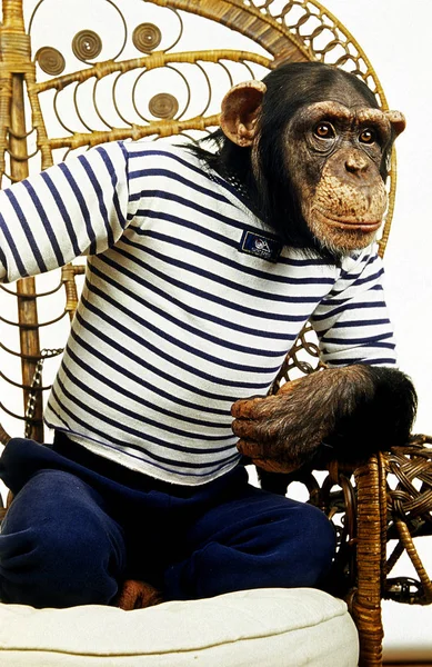 Chimpanze pan troglodytes Humour — Foto de Stock