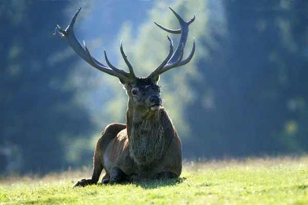 체 프 루주 cervus elaphus — 스톡 사진