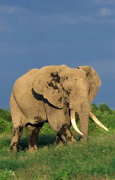 Elephant D'Afrique loxodonta africana 2. — Photo