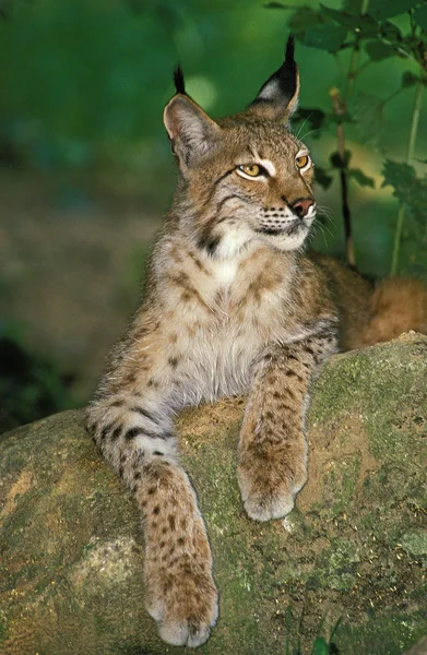 Lynx Boreal felis hiúz — Stock Fotó