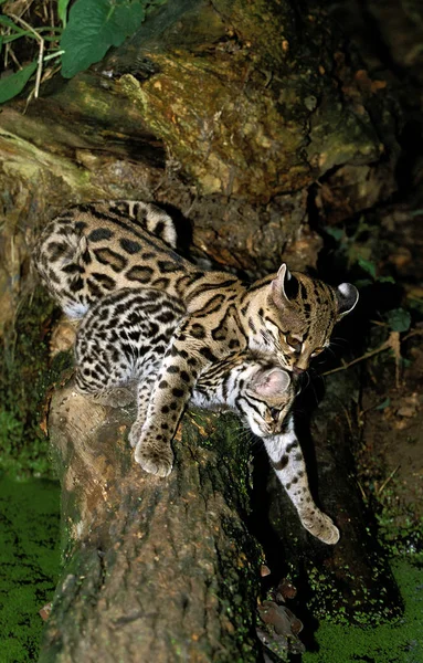 Margay leopardus wiedi — Fotografia de Stock