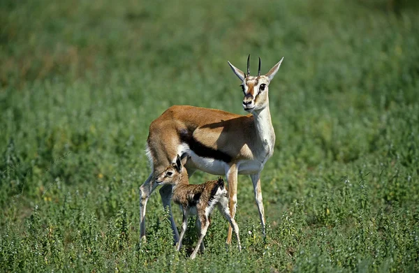 Gazelle De Thomson ve a Thomsoni — Foto de Stock