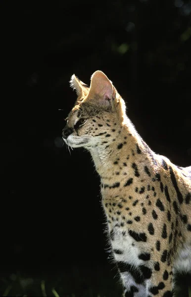 Serval leptailurus serval — Stockfoto