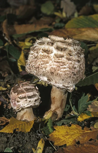 Lepiote Deguenillee macrolepiota rhacodes — Photo