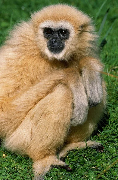 Gibbon A Mains Blanches hylobates lar — Photo