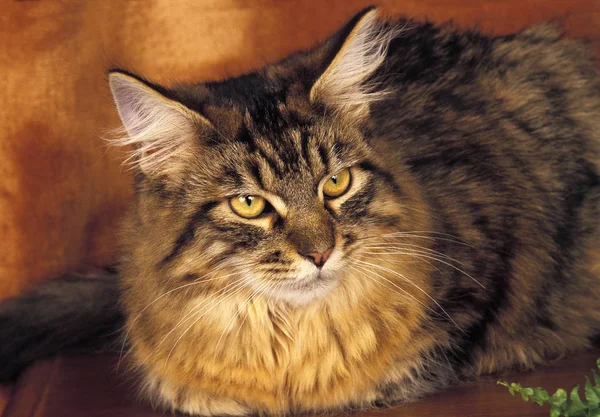 MAINE COON BROWN TABBY — Stock Photo, Image