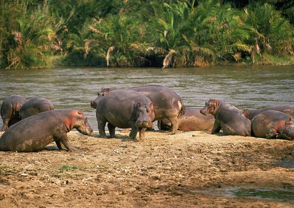 HIPPOPOTAME hipopótamo anfíbio — Fotografia de Stock