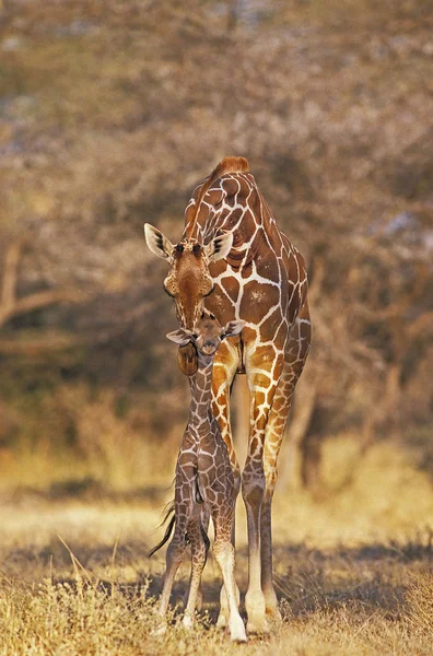 Girafe Reticulee giraffa camelopardalis reticulata — Foto Stock