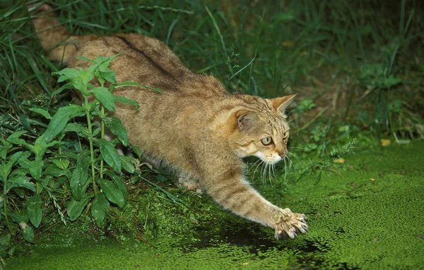 CHAT SAUVAGE D 'EUROPE felis silvestris — Fotografia de Stock