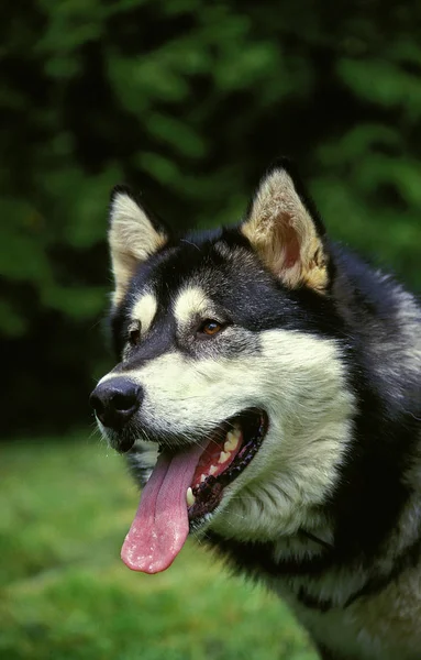 Alaskan malamute — Stockfoto