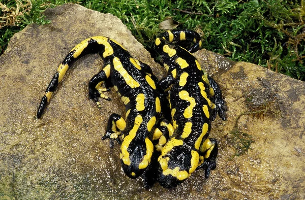 Salamandre Tachetee salamandra salamandra — Stockfoto
