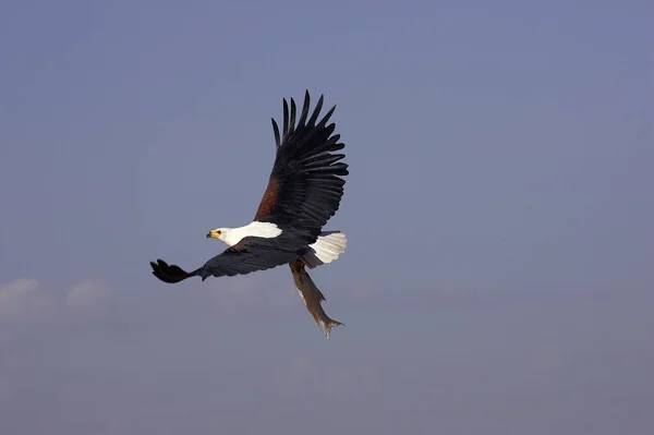 Aigle pecheur d 'afrique haliaeetus vocifer — Stockfoto