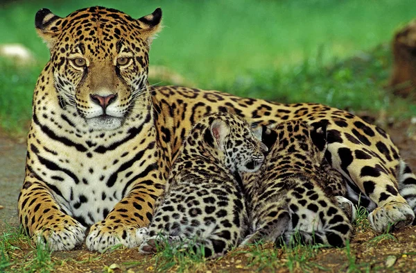 Jaguar oroszlánt — Stock Fotó