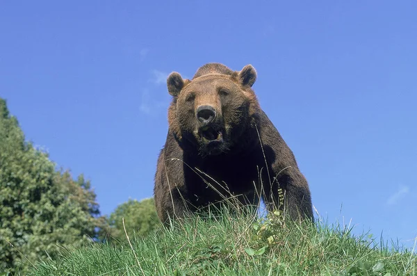 Vår Brun ursus arctos — Stockfoto