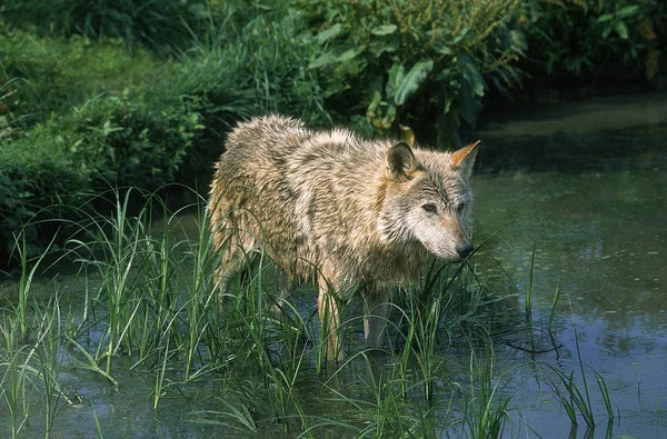 Loup d 'europe canis lupus — Stockfoto