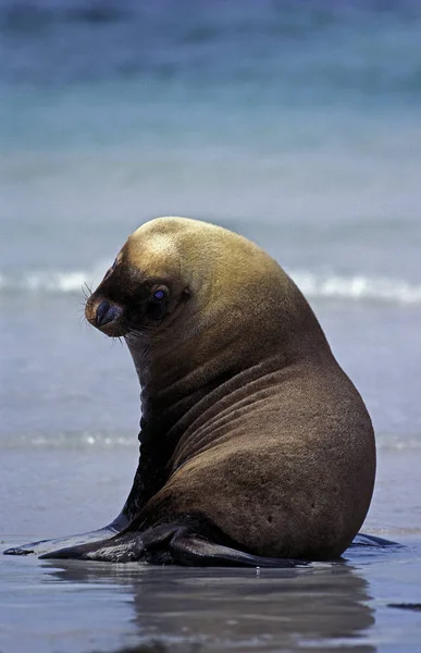 Leeuw De Mer Australien neofobie cinerea — Stockfoto