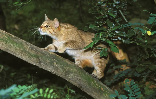 CHAT SAUVAGE D 'EUROPE felis silvestris —  Fotos de Stock