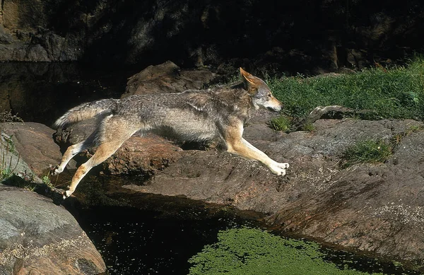 Loup d 'europe canis lupus — Stockfoto