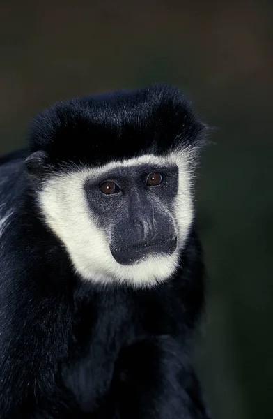 Colobe Guereza colobus guereza — Stockfoto