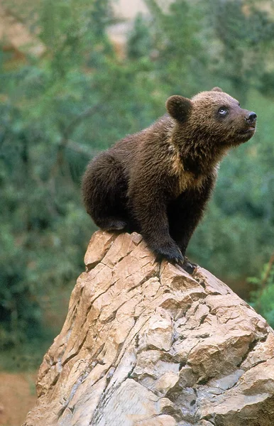 Nasz Brun ursus arctos — Zdjęcie stockowe