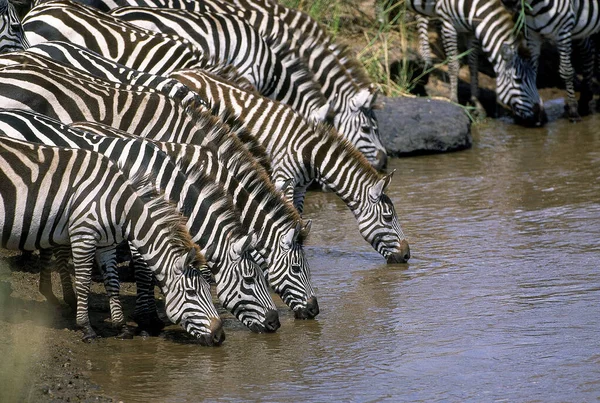 Zebre De Burchell equus burchelli — Zdjęcie stockowe