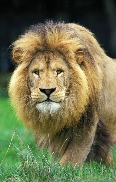 LION D'AFRIQUE panthera leo — Stock Photo, Image