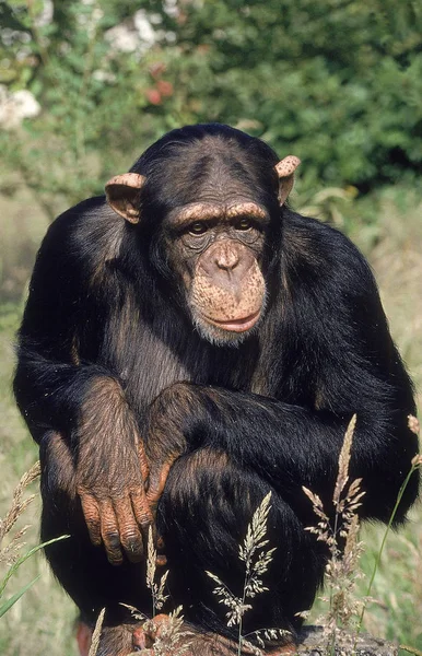 Chimpanze pan troglodytes — Fotografia de Stock