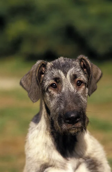 Cão-lobo irlandês — Fotografia de Stock