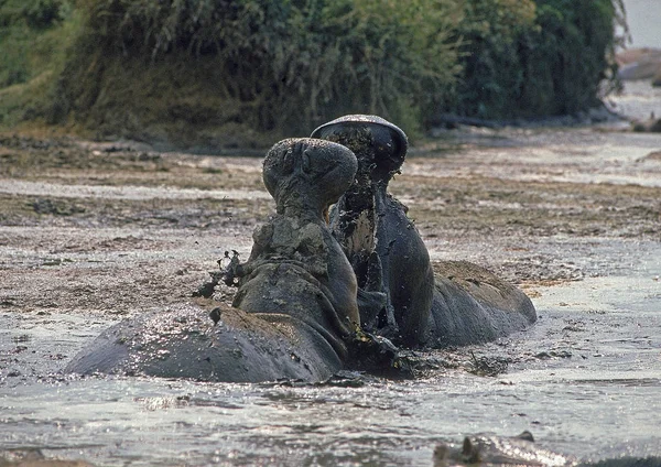 HIPPOTAME hippopotamus amphibius — стоковое фото