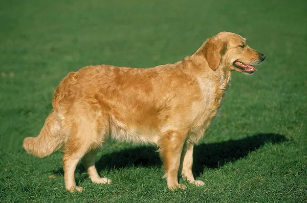 Perro perdiguero de oro —  Fotos de Stock