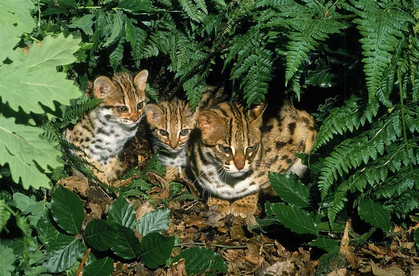 Chat Du Bengale prionailurus bengalensis — 스톡 사진