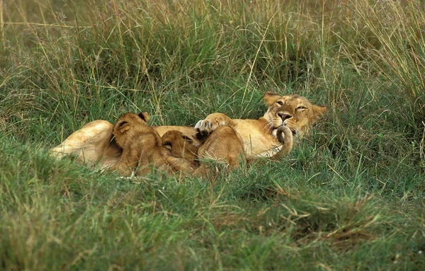Λιοντάρι D 'Afrique Panthera leo — Φωτογραφία Αρχείου