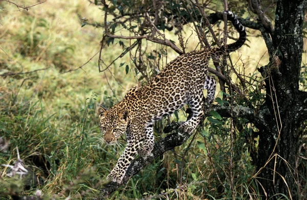 PANTHERE LEOPARD panthera pardus — Stock Photo, Image