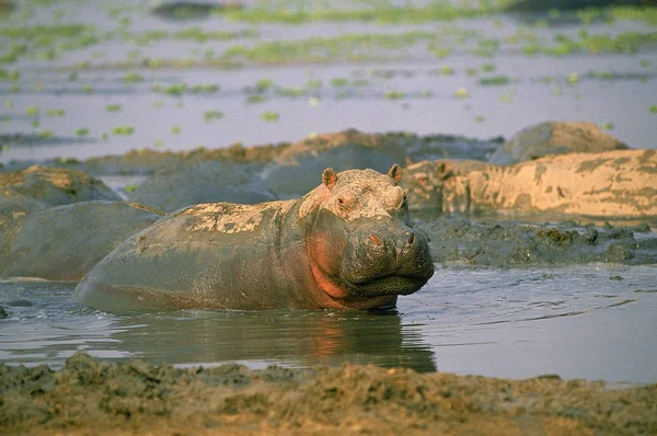 HIPPOPOTAME ippopotamo anfibio — Foto Stock