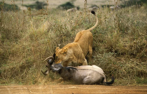 Lion DAfrique panthera leo — 스톡 사진