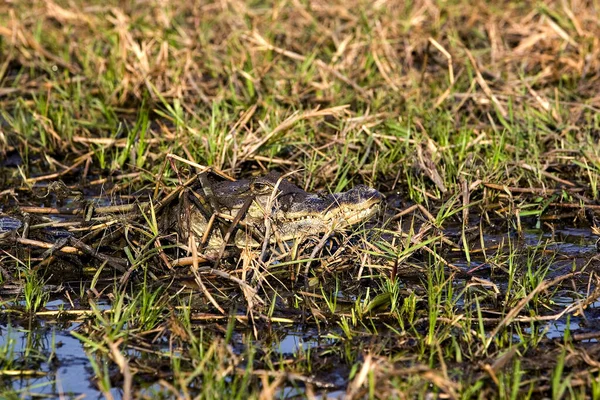 CAIMAN A LUNETTES jacaré crocodilo — Fotografia de Stock