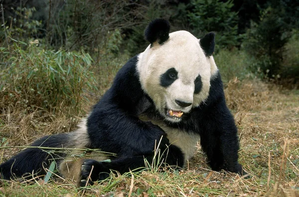 大熊猫(大熊猫)黑斑鱼 — 图库照片