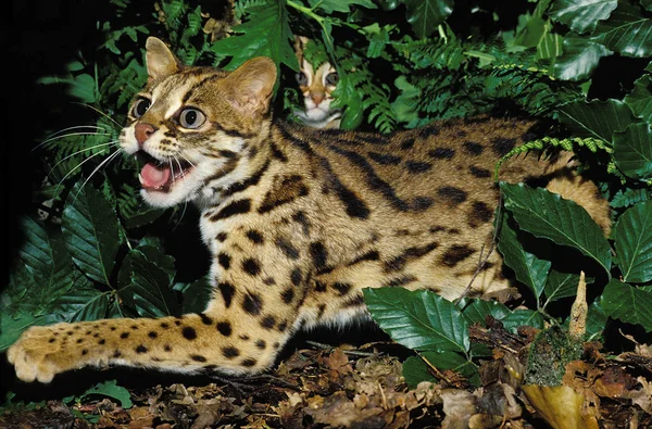 Chat Du Bengale prionailurus bengalensis — Stockfoto