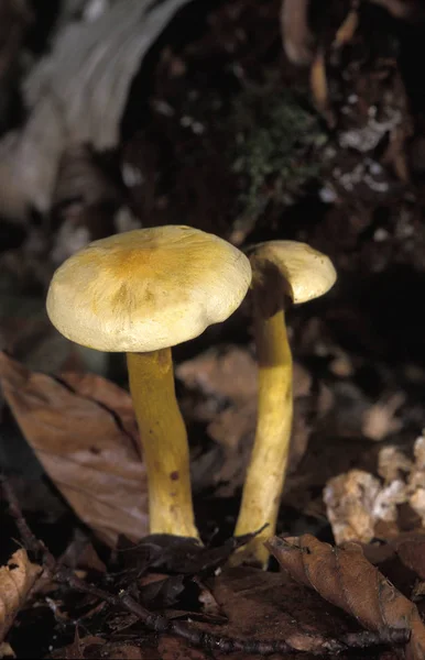 Tricholome Soufre tricholoma sulfureum — Photo