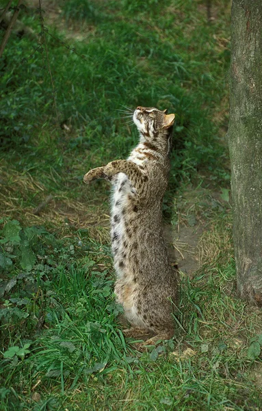 Chat Du Bengale prionailurus bengalensis — 스톡 사진