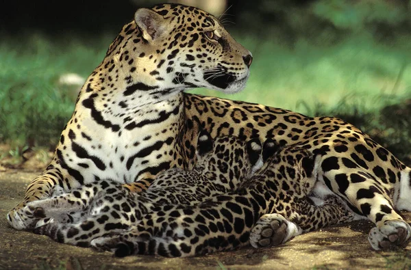 Jaguar panthera onca — Zdjęcie stockowe