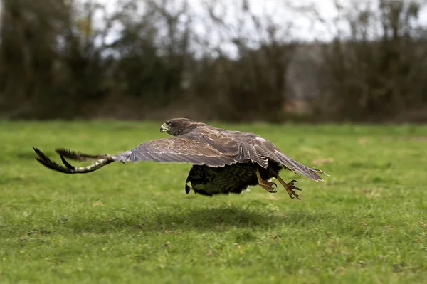 Buse Variable buteo buteo buteo — Stock fotografie