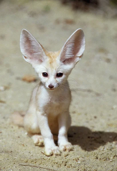 FENNEC hennecus zerda — стоковое фото